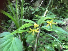Lysimachia ardisioides
