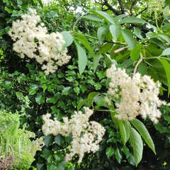 Sambucus nigra