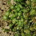 Diplophyllum obtusifolium - Photo (c) Stefan Gey,  זכויות יוצרים חלקיות (CC BY-NC), הועלה על ידי Stefan Gey