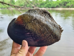 Lasmigona complanata