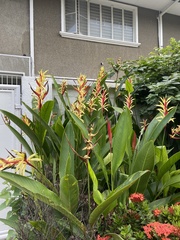 Heliconia psittacorum