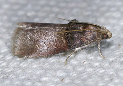 Acrobasis stigmella