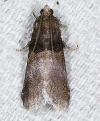 Acrobasis stigmella