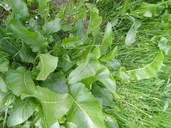 Armoracia rusticana
