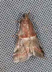Acrobasis marmorea
