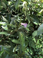 Strobilanthes longespicatus