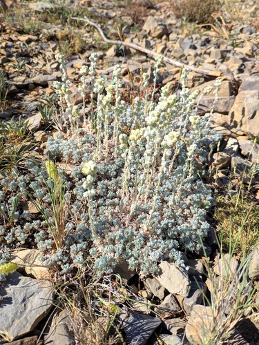 Artemisia assoana, photograph 6