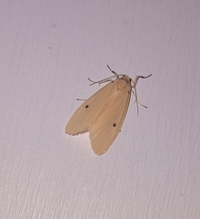 Miltochrista calamaria