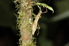 Acanthoclonia