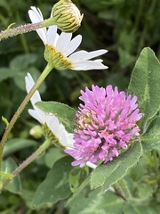 Trifolium pratense