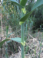 Arundo donax