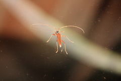 Disteniidae