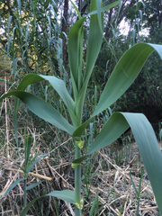 Arundo donax