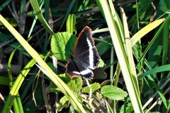 Eurytela hiarbas angustata