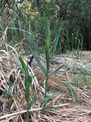 Arundo donax