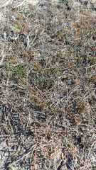 Salicornia capensis