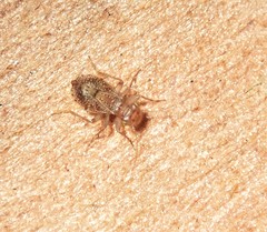 Hemipsocidae