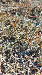 Salicornia capensis