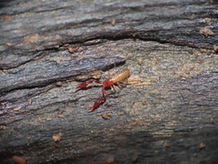 Microbisium parvulum