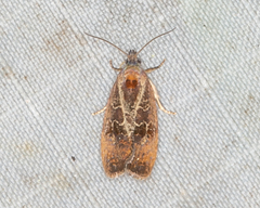 Evora hemidesma