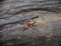 Microbisium parvulum