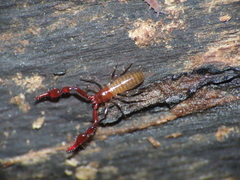 Microbisium parvulum