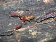 Microbisium parvulum