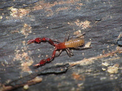 Microbisium parvulum