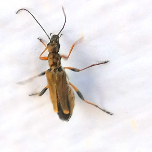 Oedemera barbara