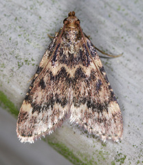 Aglossa disciferalis