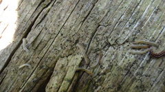 Brachydesmus superus