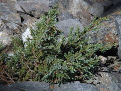 Juniperus squamata