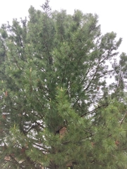 Pinus sibirica