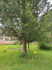 Pinus sibirica