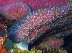 Umimayanthus parasiticus