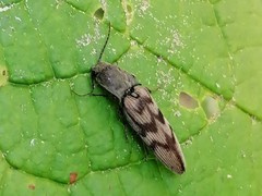 Diacanthous undulatus