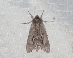 Lapara coniferarum