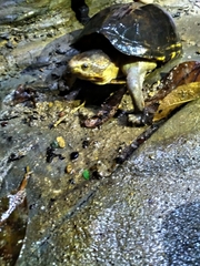 Kinosternon scorpioides scorpioides