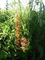 Orobanche pallidiflora