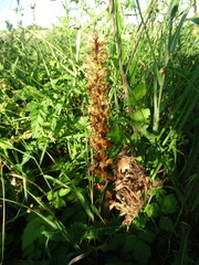 Orobanche pallidiflora