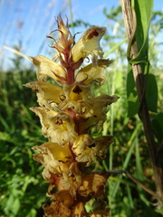 Orobanche pallidiflora
