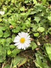 Bellis perennis