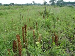Orobanche pallidiflora