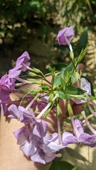Phlox maculata