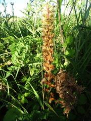 Orobanche pallidiflora