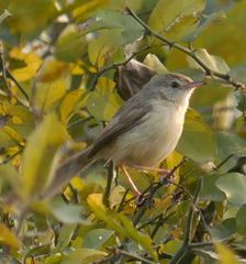 Prinia buchanani