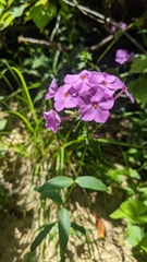 Phlox maculata