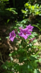 Phlox maculata