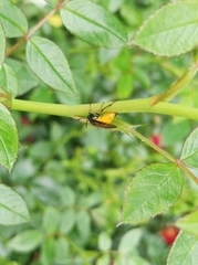 Arge pagana stephensii