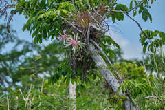 Tillandsia streptophylla
